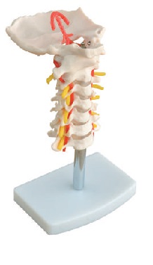 Cervical Vertebral Column with Neck Artery